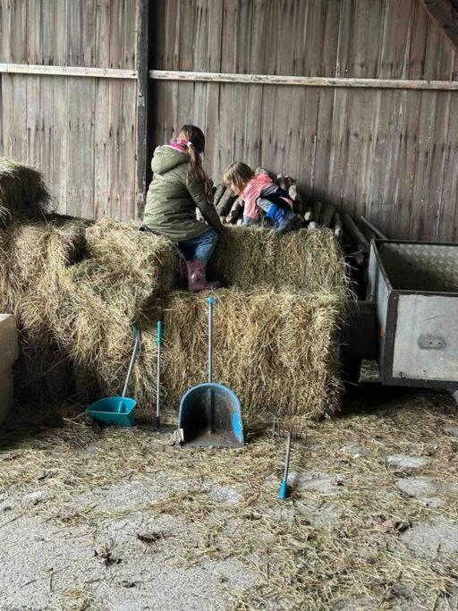 Het Tinkerparadijs, Paarden, Rust En Ruimte. Burgh-Haamstede Exterior foto